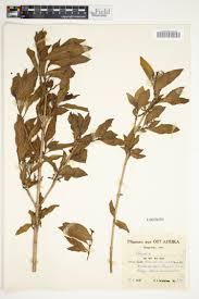 Image result for Lasianthus kilimandscharicus