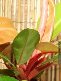 Prince Of Orange Philodendron Prince Of Orange Philodendron Plant Goals