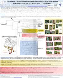 Image result for Pellaea longipilosa