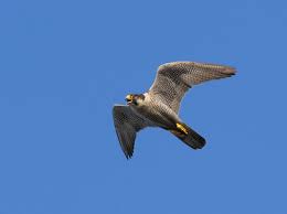 der schnellste vogel im gipfel die schnellsten vogel der welt sind die geschwindigkeit des fluges und der aufzeichnungen auf dem territorium von grossbritannien