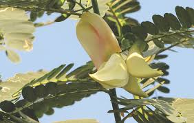 Image result for Sesbania grandiflora