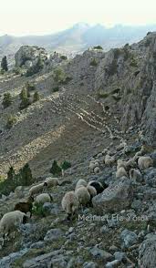 Coban On Fb Ne Varsa Daglarda Var Evler Artik Bana Dar Ne Ana Kaldi Ne Yar Meskenim Oldu Buralar Coban I Begenip Ta Sheep And Lamb Farm Animals Goats
