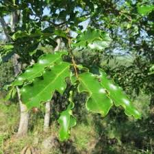 Image result for Galpinia transvaalica