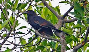 Berisi suara burun anis, branjangan, ciblek, cucak ijo, cendet, kacer, kolibri, murai batu, lovebird, pleci, sirtu. Burung Bubut Jawa Yang Makin Langka Om Kicau