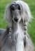 Afghan Hound Dogs With Long Straight Hair