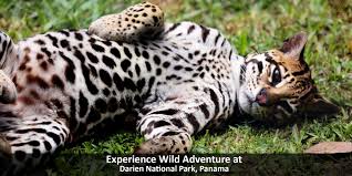 We did not find results for: Wild Adventure In Darien National Park Panama Windy City Travel