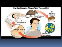 We did not find results for: The Black Death Timeline Timetoast Timelines