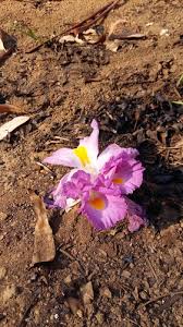 Image result for Aframomum alboviolaceum