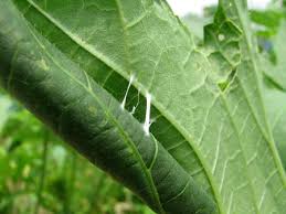 家庭菜園と野菜のブログ オクラの害虫