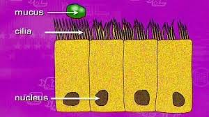 Here is a diagram of a typical animal cell: Bbc Two Key Stage Three Bitesize Revision 28 03 2001 Ciliated Epithelial Cells