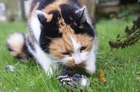 Jump to navigation jump to search. Monitoring Des Streifverhaltens Von Hauskatzen Oo Ljv