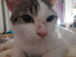 Image result for Feline Miliary Dermatitis