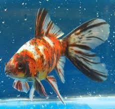 Pin Di Antonio Su Goldfish Nel 2020 Acquario Pesce