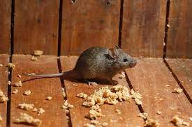 As my hvac tech explained to me, damage from mice causes leaks in the ductwork which causes the. Tips On Pest Proofing Air Conditioner Home Matters Ahs