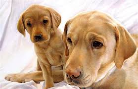 Wildlife Art Prints, and Posters, Wildlife birds of prey.The artist  Nicholas Day