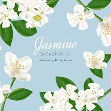 Download Jasmine Background In Realistic Style For Free Flower Clipart Vector Flowers Vector Free