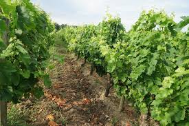 Chateau Saint Ahon Blanquefort 2018 All You Need To Know Before You Go With Photos Tripadvisor Trip Advisor Wine Tourism Photo