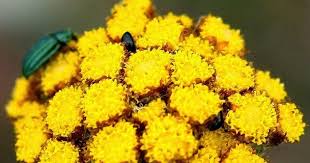 Image result for Helichrysum nitens