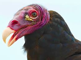 Big Birds That Look Like Turkeys Warts All The Turkey Vulture In All His Glory Weird Birds Vulture Pet Birds