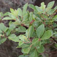 Image result for Searsia tomentosa