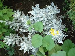Image result for Cineraria mazoensis