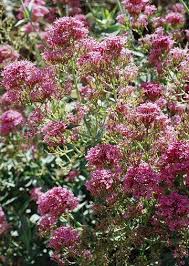 Maybe you would like to learn more about one of these? Pin On Plants For Zone 5