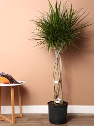 Image result for Dracaena laxissima