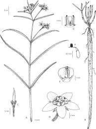 Image result for Stathmostelma pedunculatum