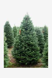 My christmas tree nightmare with balsam hill, a terrible company. 12 Best Real Christmas Trees For Sale Online 2020 The Strategist