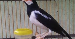 Daftar lengkap harga burung di indonesia yang selalu ter update mengikuti harga burung terbaru mulai dari harga kacer, harga murai dan harga burung lain. Download Suara Burung Jalak Suren Gacor Full Isian Mp3