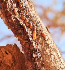 Image result for Commiphora caerulea