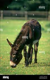 Esel, spanischer Riesenarsch, in der Koppel, Eselstaubbad Stockfotografie -  Alamy