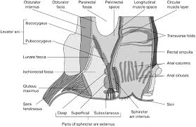 Image result for Fecal Incontinence