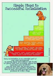 Stop Dog Jumping And Potty Training Puppy Bell Check The Pic For Various Dog Training Tips For Jumping 1700864094 Socialisation Dog Crying Dog Training