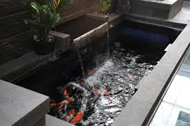 Kolam Kaca Archive Koi S Forum