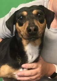 Is saving animals from euthanasia in st. Take Me Home Adopt Princess From Safe Pet Rescue