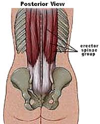 Bones, discs, and joints in your lower back. Pin On Muscles In The Body