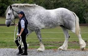 самый большой конь в мире занесенный в книгу гиннеса Samyj Bolshoj Kon Samson Vesit Samye Krupnye Loshadi V Mirovoj Istorii Foto I Opisanie