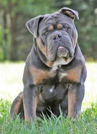 Check Out Our Site For Additional Details On Bulldogs It Is An Outstanding Area To Learn More English Bulldog Puppies Bulldog Bulldog Puppies