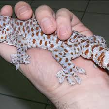 Search the world's information, including webpages, images, videos and more. The Large Adult Male Gekko Gecko That Was Collected On The 17th Of Download Scientific Diagram
