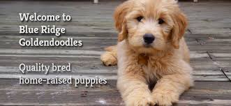 They are a cross between a golden retriever & a poodle. Goldendoodle Puppies For Sale Health Guaranteed