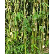 Bahan yang boleh diperbaharui (buluh).kami inginkan impak positif terhadap planet. Buy Keratan Pokok Buluh Madu Bamboo Small Size Seetracker Malaysia