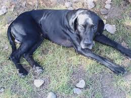 Life Expectancy Pitbull Lab Mix Dog Pictures Blog Pitbull Lab Mix Great Dane Mix Lab Mix