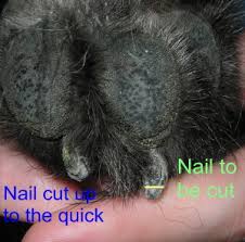 cutting nails