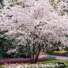 Autumn Cherry Tree 6 7 Ft Enjoy Blooms In Spring Autumn And Even Winter In 2021 Flowering Cherry Tree Prunus Flowering Trees