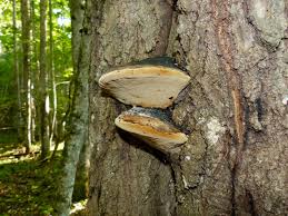 Image result for Phellinus gilvus