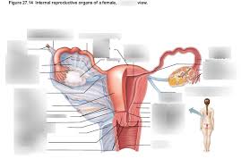 Huge collection, amazing choice, 100+ million high quality, affordable rf and rm images. Internal Reproductive Organs Of A Female Posterior View Diagram Quizlet