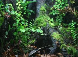 Photos Of Vines And Vivariums Vivarium Dart Frog Vivarium Custom Aquarium