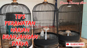 Pakan Alternatif Untuk Burung Branjangan Yang Perlu Anda Ketahui By Kicau Burung Channel
