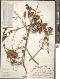 Image result for Combretum psidioides